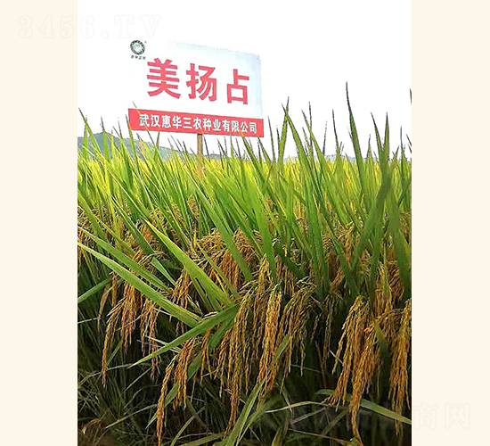 ���Pռ-ˮ���N��-���A���r(n��ng)