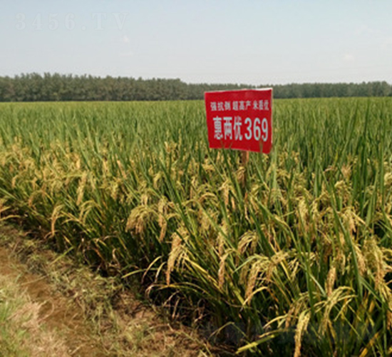 惠兩優(yōu)369-水稻種子-惠華三農(nóng)