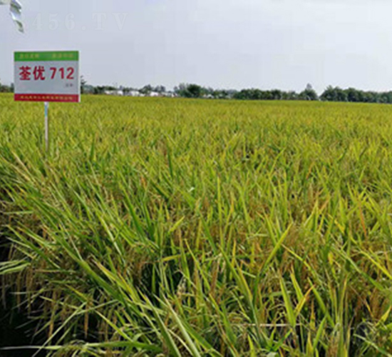荃優(yōu)712-水稻種子-惠華三農(nóng)