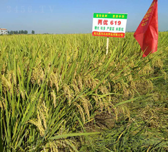 �Ƀ�(y��u)619-ˮ���N��-���A���r(n��ng)