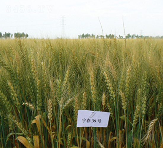 ����39̖-С���N��-���S�N�I(y��)