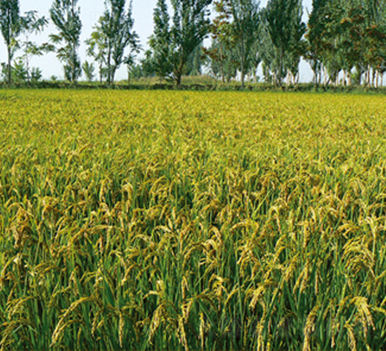 吉粳105號(hào)-水稻種子-科豐種業(yè)