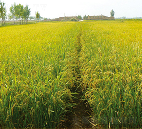 寧粳24號(hào)-水稻種子-科豐種業(yè)