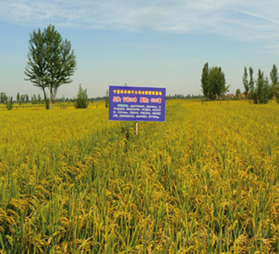 寧粳28號(hào)-水稻種子-科豐種業(yè)