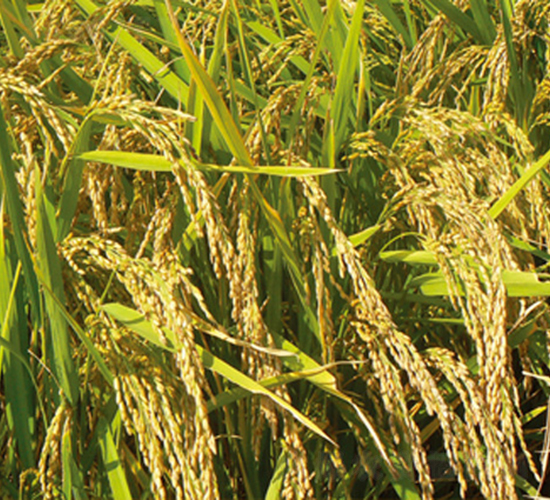 ����31̖-ˮ���N��-���S�N�I(y��)