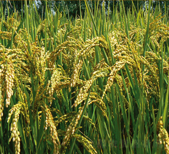 寧粳33號-水稻種子-科豐種業(yè)