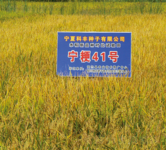 寧粳41號-水稻種子-科豐種業(yè)