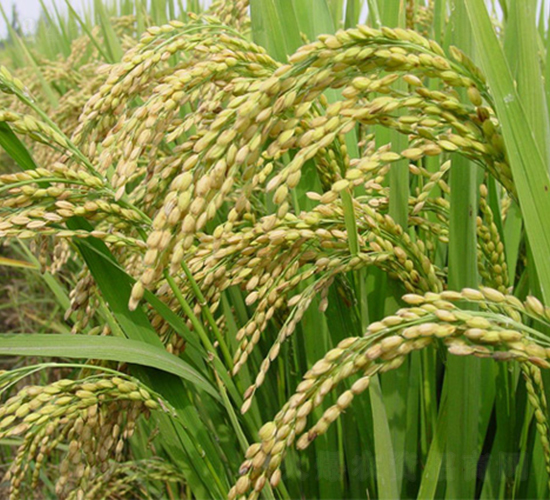 寧粳45號-水稻種子-科豐種業(yè)