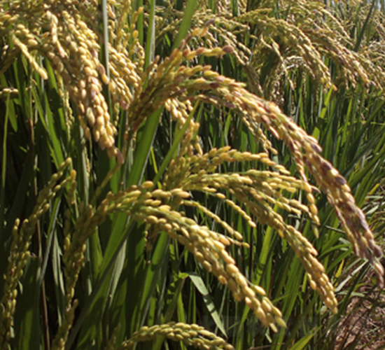 寧粳44號-水稻種子-科豐種業(yè)