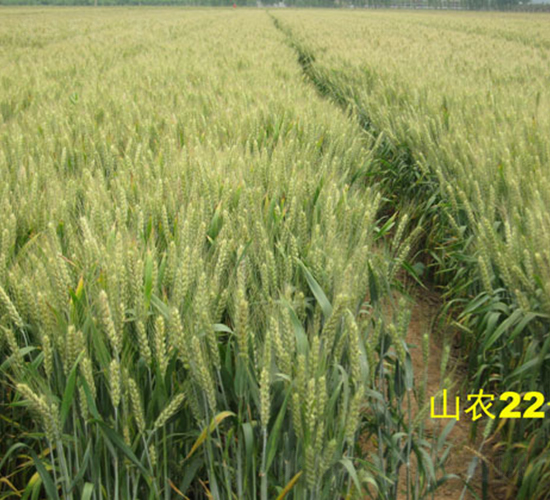 ɽ�r22̖-С���N��-�y�d�N�I(y��)