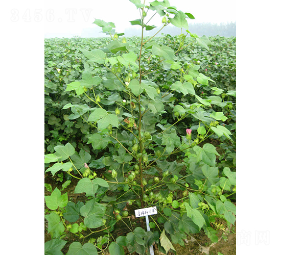 ������37-�޻��N��-�y�d�N�I(y��)