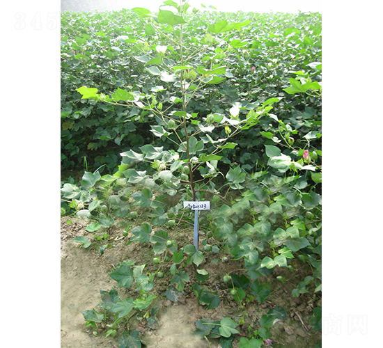 魯棉研28-棉花種子-銀興種業(yè)