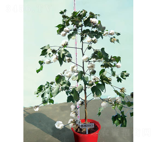 邯鄲885-棉花種子-銀興種業(yè)