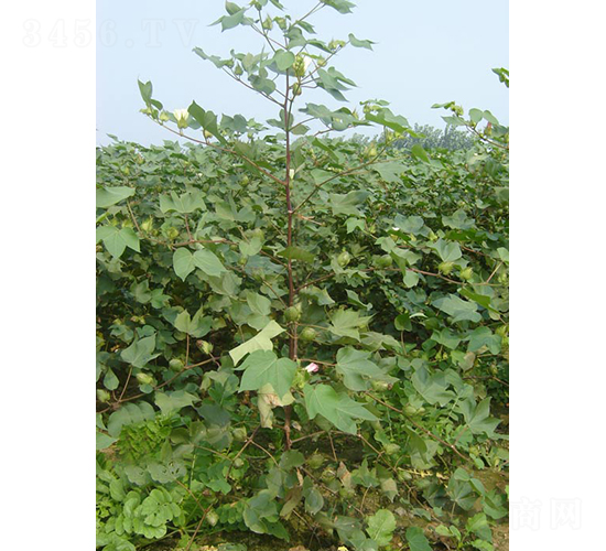 科抗棉2號(hào)-棉花種子-銀興種業(yè)