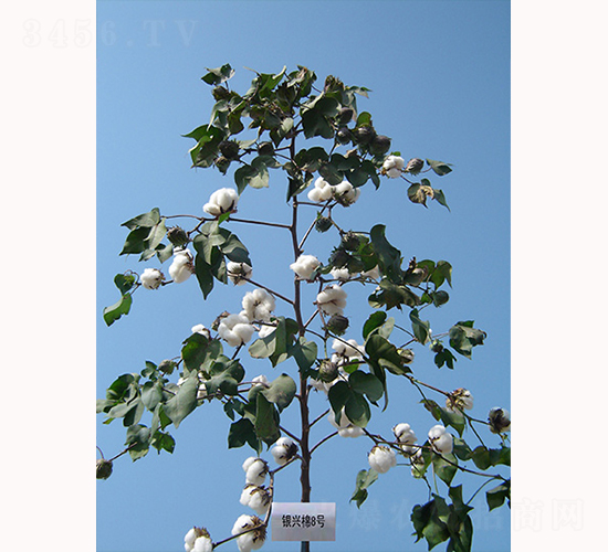 銀興棉8號(hào)-棉花種子-銀興種業(yè)