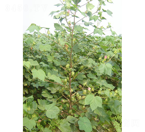 �y�d��5̖-�޻��N��-�y�d�N�I(y��)