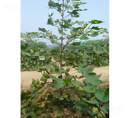銀興棉4號-棉花種子-銀興種業(yè)