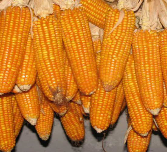 �t����̖(h��o)-���׷N��-���S�N�I(y��)