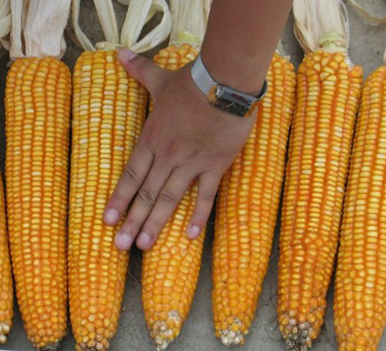 ���S8̖-���׷N��-���S�N�I(y��)