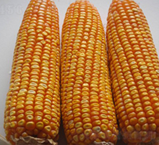 ����9̖-���׷N��-���S�N�I(y��)