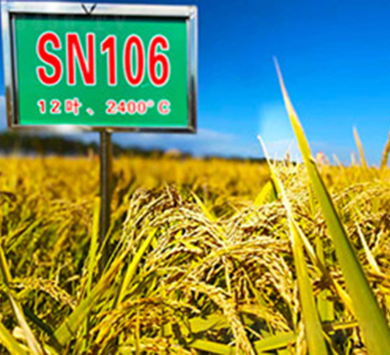 SN106-水稻種子-喬氏種業(yè)