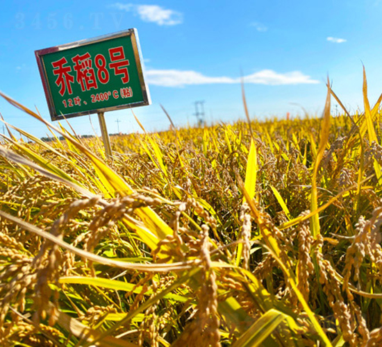 喬稻8號(hào)-水稻種子-喬氏種業(yè)