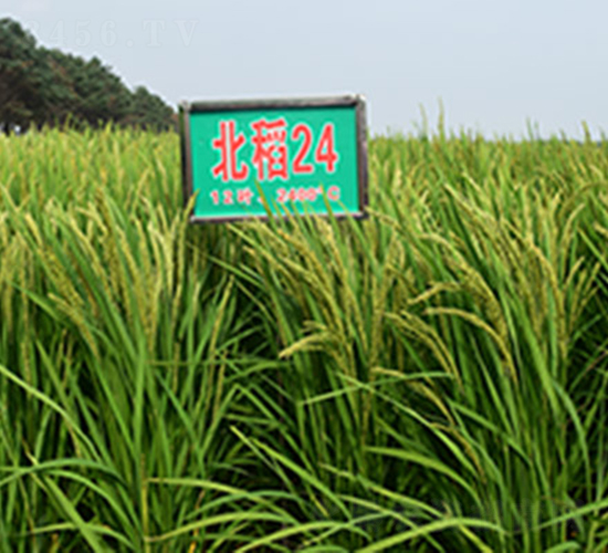 北稻24號(hào)-水稻種子-喬氏種業(yè)