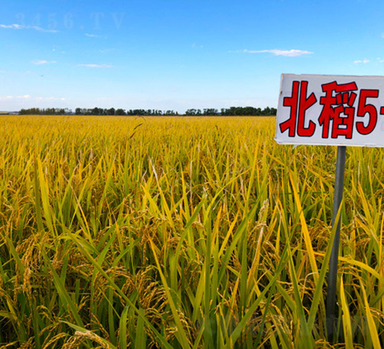 北稻5號(hào)-水稻種子-喬氏種業(yè)