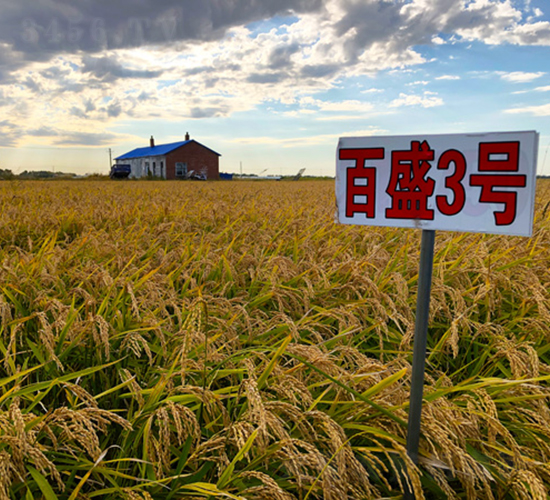 百盛3號-水稻種子-喬氏種業(yè)
