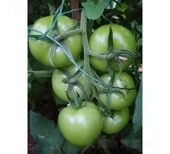 ��ؐ77-���ѷN��-��Ƴ�