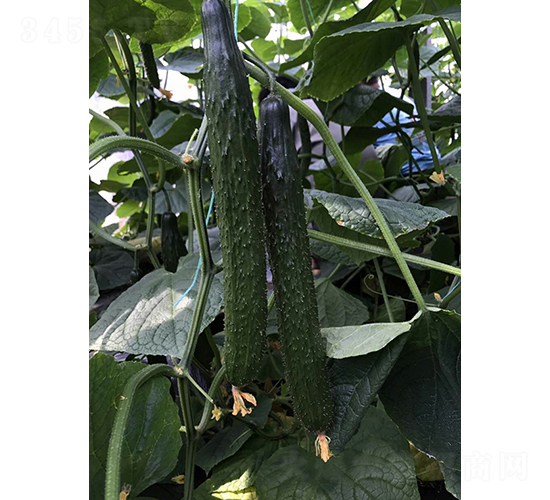 ��ҫ69-�S�ϷN��-��Ƴ�