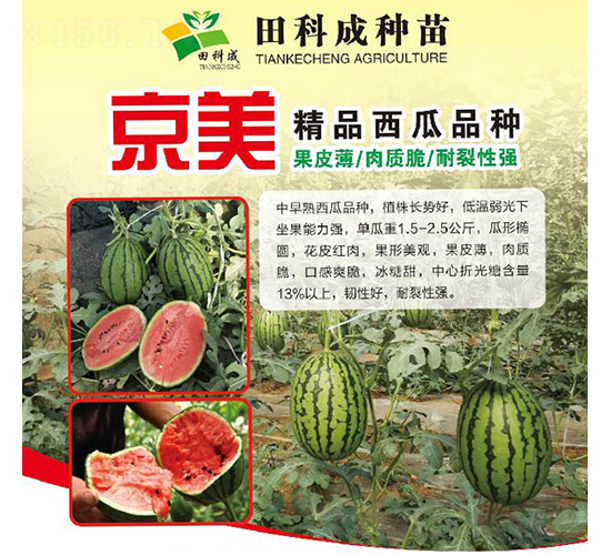 京美-西瓜種子-田科成