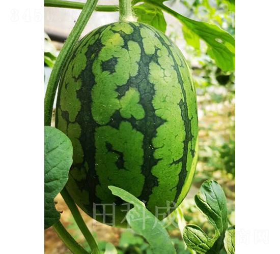 ��Ȼ��-���ϷN��-��Ƴ�