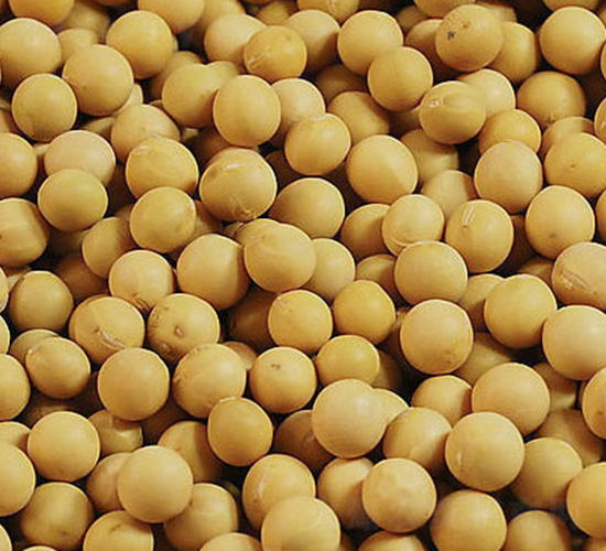 ���S13-�󶹷N��-���߷N�I(y��)