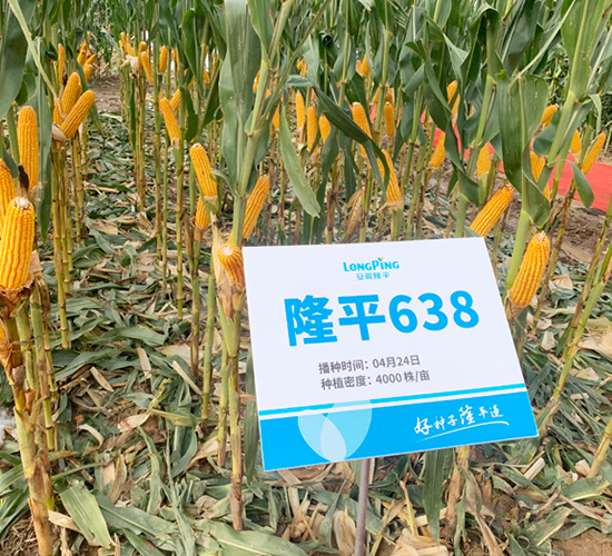 隆平638-玉米種子-三高種業(yè)