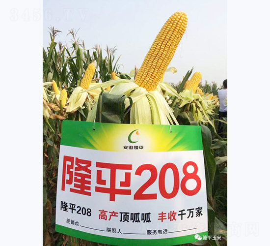 ¡ƽ208-���׷N��-���߷N�I(y��)