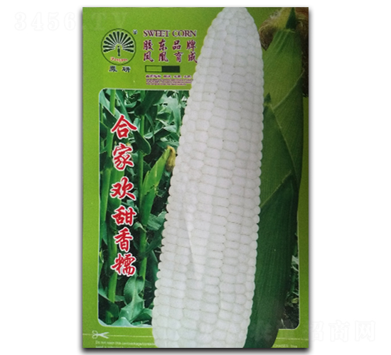 合家歡-糯玉米種子-鳳凰種業(yè)
