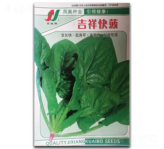 吉祥快菠-菠菜種子-鳳凰種業(yè)