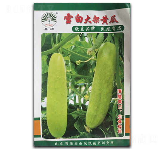 雪白大架黃瓜-黃瓜種子-鳳凰種業(yè)