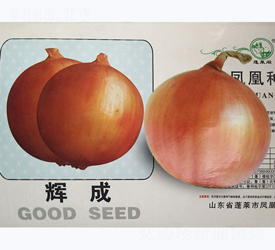 輝成-洋蔥種子-鳳凰種業(yè)