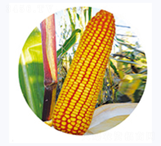 �t��369-���׷N��-�����N�I(y��)