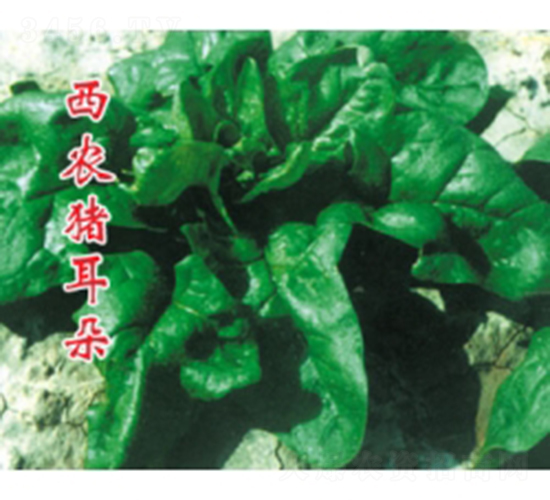西農(nóng)豬耳朵-菠菜種子-秦紅種業(yè)