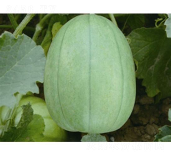 ����-��ϷN��-�ؼt�N�I(y��)