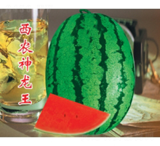 西農(nóng)神龍王-西瓜種子-秦紅種業(yè)
