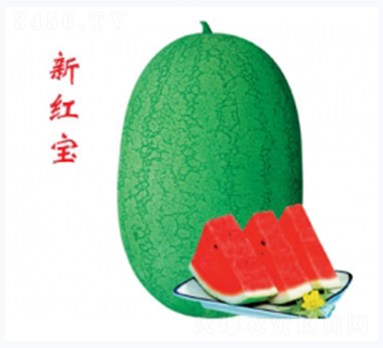 新紅寶-西瓜種子-秦紅種業(yè)