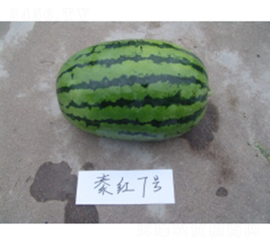 秦紅7號-西瓜種子-秦紅種業(yè)