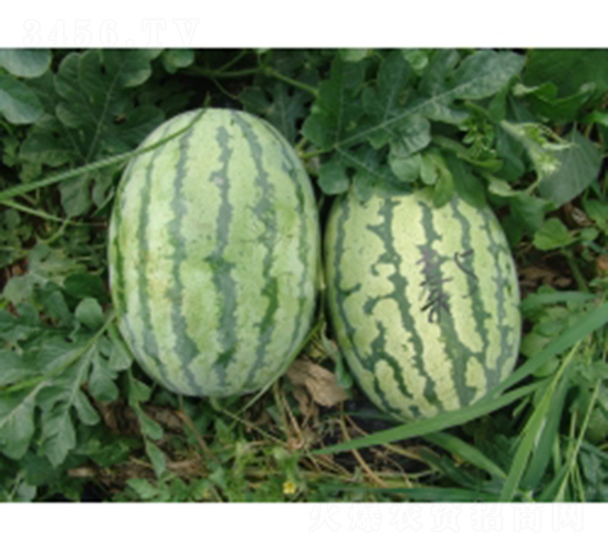 秦紅5號(hào)-西瓜種子-秦紅種業(yè)