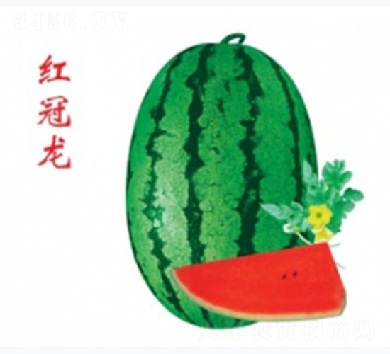 �t����-���ϷN��-�ؼt�N�I(y��)