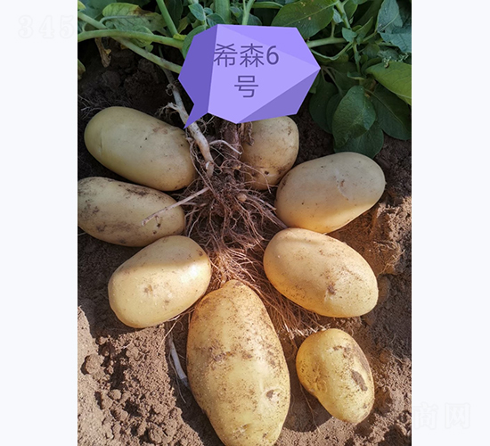 ϣɭ��̖-�R����N��-����N�I(y��)