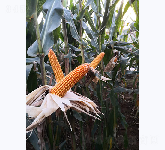 寶玉9號-玉米種子-宣豐種業(yè)